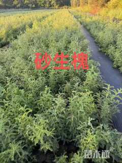 高度30厘米砂生槐
