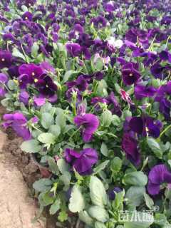 高度10厘米三色堇