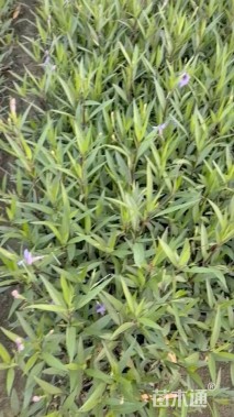 高度35厘米翠芦莉