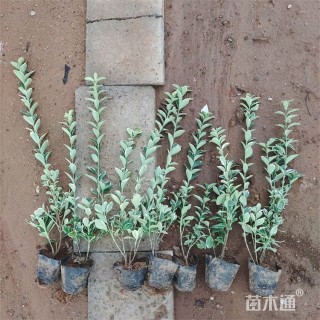 高度45厘米金边黄杨小苗