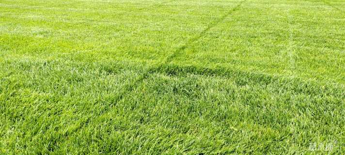 草毯状草皮