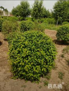 冠幅100厘米榆叶梅球