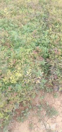 高度25厘米南天竹