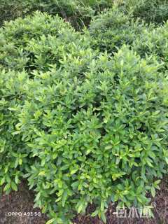 高度80厘米杜鹃