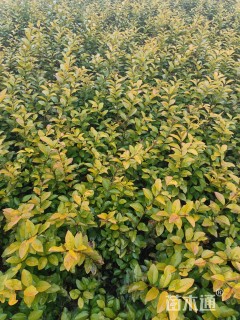 高度40厘米金叶女贞