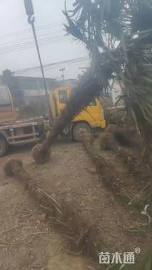 裸干高300厘米棕榈