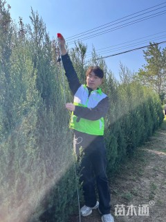 高度180厘米塔柏