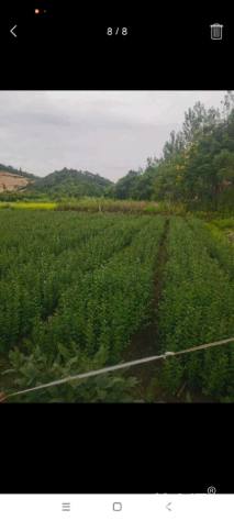 0.5公分大叶女贞