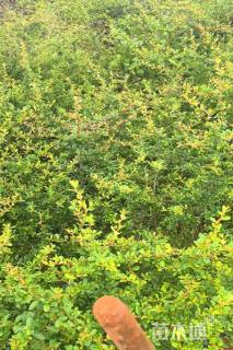 高度60厘米火棘