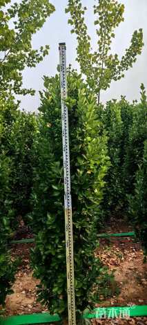 高度200厘米北海道黄杨柱