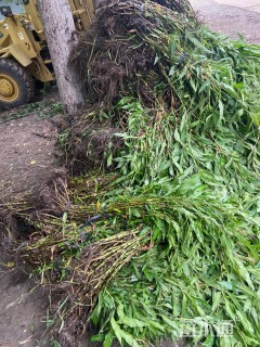 高度30厘米红蓼