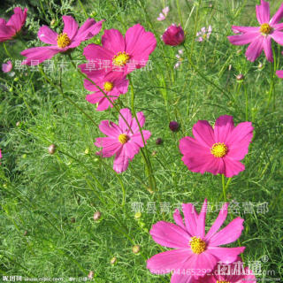波斯菊