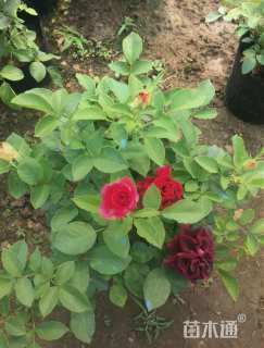 高度50厘米月季小苗