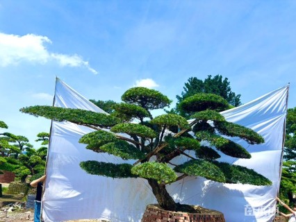 移栽苗造型罗汉松
