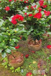 高度80厘米茶花