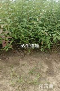 高度1.5厘米连翘