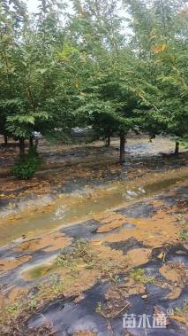 20公分染井吉野樱