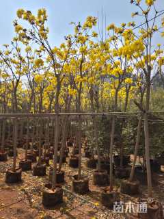 6公分黄花风铃木