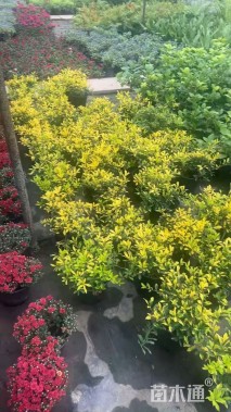 高度30厘米紫叶风箱果