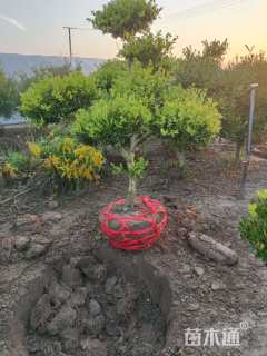 10公分造型黄杨