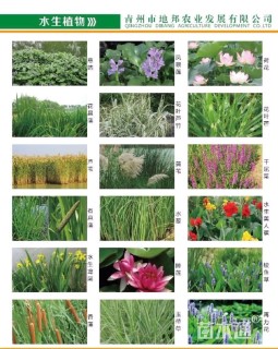 高度15厘米三七景天