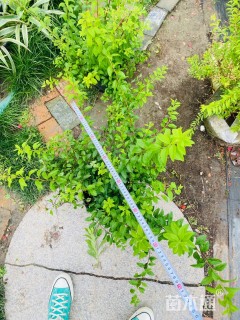 高度60厘米喷雪花