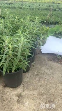 高度40厘米墨西哥鼠尾草