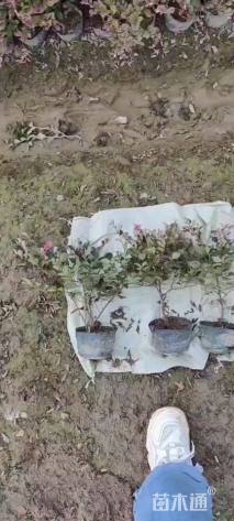 高度35厘米红花继木