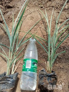 高度50厘米花叶芒