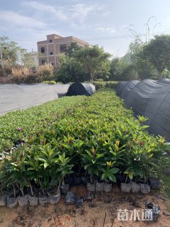 高度20厘米硬枝黄蝉