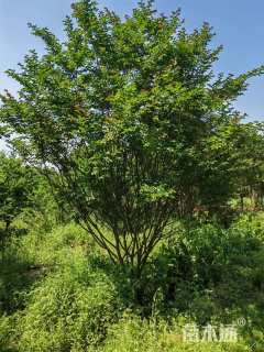 高度250厘米丛生紫薇