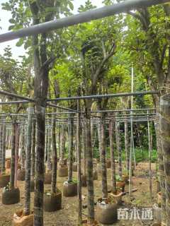 8公分黄花风铃木