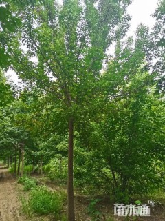 8公分复叶槭
