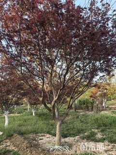 22公分日本红枫