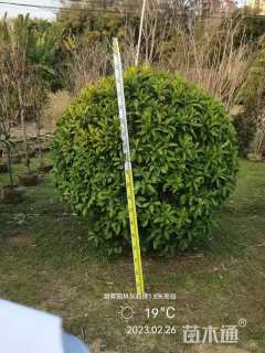 高度1.8厘米非洲茉莉球