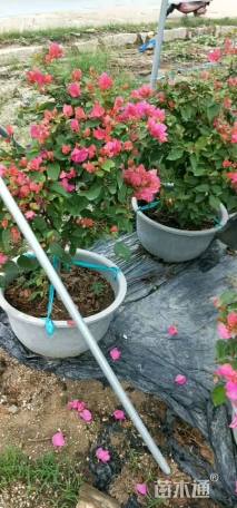 高度90厘米三角梅