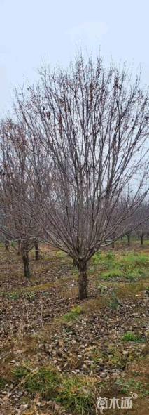 15公分绚丽海棠