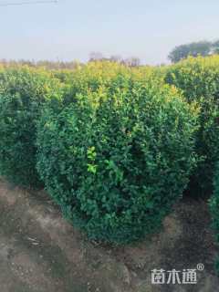 冠幅150厘米金叶女贞球