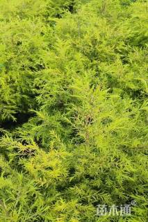 冠幅50厘米千层金球