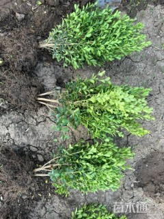 高度45厘米大叶黄杨