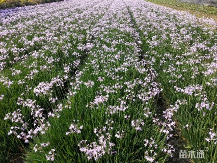 高度30厘米紫娇花