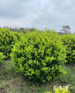 冠幅120厘米金森女贞球