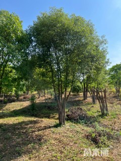 10公分丛生香樟