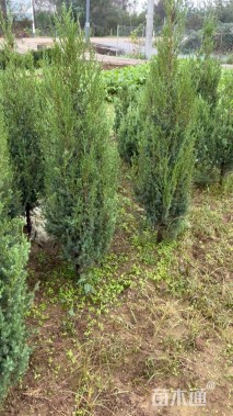 高度150厘米刺柏