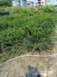 高度50厘米迎春花