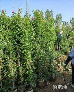 150厘米藤本月季