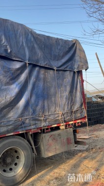 高度50厘米水蜡