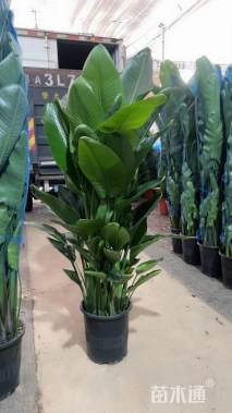 高度120厘米天堂鸟