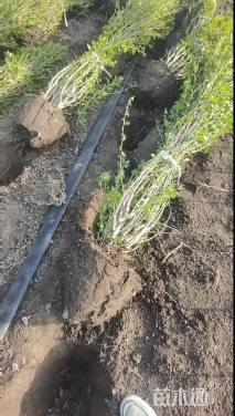 高度280厘米丛生木槿