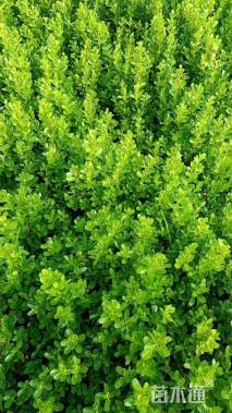 高度33厘米豆瓣黄杨